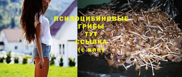 PSILOCYBIN Аркадак